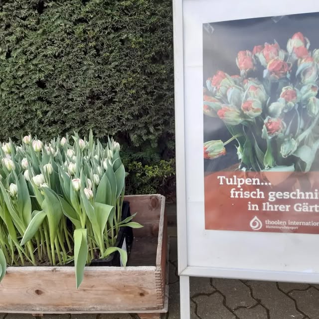 Tulpenkiste vor dem Eingang der Gärtnerei Winter